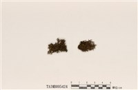 藏品(樹花屬)的圖片